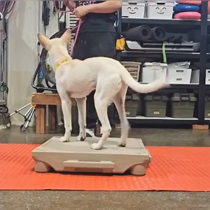 Korean K9 Rescue on Reels