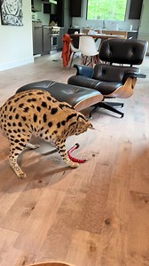 🐍 serval vs snake | Chloe the Serval