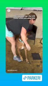 SPCA of Brevard Adoption Center on Reels