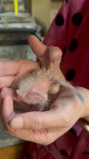 This bizarre creature is growing up quickly | Animal Magic, Inc.