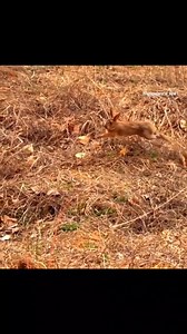 Close up of hawk hunting | DKC_Cambodia