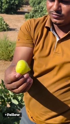 332K views · 6.6K reactions | Fig harvesting #reels #fruits | Sajib Hossain | Facebook