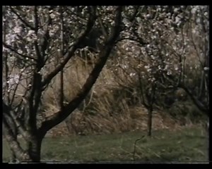 18 reactions | Întoarcerea fiului risipitor - FILM | Biserica Izvorul Tămăduirii | Facebook