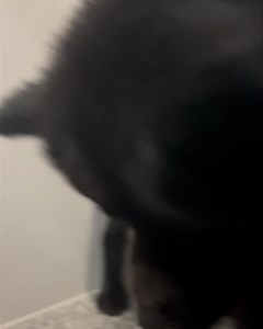 Beaus room service cookie冀麗 | INN The DogHouse | Facebook