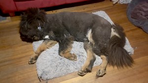 13K views · 958 reactions | Baby the Tibetan Mastiff had some nasty...