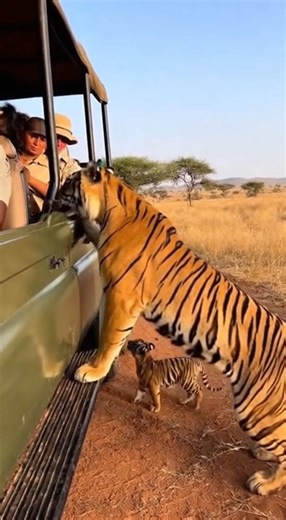 Tiger and its cub! | Chris & Che Media
