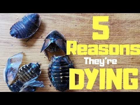 5 Reasons Why Your Dubia Roaches Keep Dying