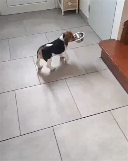 Hugs and kisses anyone 😗 Cre: beagleskiko | Beagle Overload