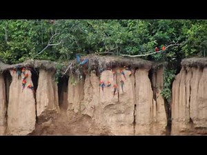 Macaw Clay Lick at Tambopata National Reserve in Peru