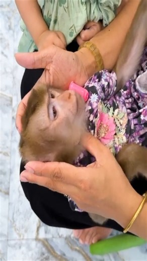 20 reactions | Monkey Kaka has a foreign object in mouth that makes...