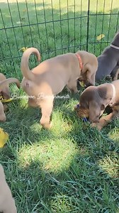 Summer Fun! 🌞 5 week old Bloodhound puppies. #akcregistered #Bloodhounds #alohalitter #sammiexbobby #bluemoonbloodhounds | Bluemoon Bloodhounds & Porcelaines