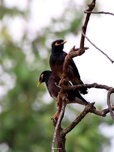 15K views · 2.6K reactions | Myna birds | 퐍퐚퐭퐮퐫퐞 퐏퐡퐨퐭퐨퐬 퐁퐨퐨퐤 | Facebook