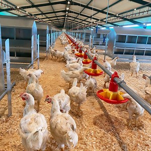 [Hot Item] Prefabricated Breeding Farm Steel Structure Livestock Farm Layer Chicken Hatching House Chicken Coop Agricultural Cattle Shed, Factory Price, H-Section Steel