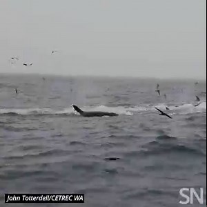 3.6K views · 54 reactions | Caught on tape for the first time, a dozen orcas relentlessly attack a blue whale as it attempts to flee. The orcas’ tactics — ripping off strips of flesh, ramming the flank, consuming the tongue — are consistent with observed attacks on other large whales. Learn more: https://www.sciencenews.org/article/orca-pod-blue-whale-kill-eat-gory-video | Science News Magazine | Facebook
