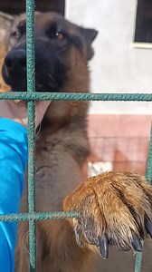 16K views · 386 reactions | Ricky è ancora qui Ricky ha avuto solo...