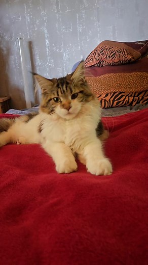 Maila | Gabriele Stumpf