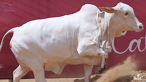 ﷽ Happiness Is Being Surrounded By Cute Things😍😍 *Iconic Collection of 2024* ❤️❤️ SNOWFLAKE ❤️❤️ By CATTLE ICON meet your desire!... For More details Please Contact 0345-3081334 | Parrot Studio