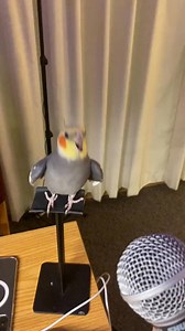 Yums identifies as a professional singer #cockatiel #parrot #bird #yumyumthetiel | Yumyumthetiel