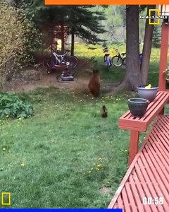 Watch the funniest and most unexpected gym moments featuring girls! 😆💪 From epic fails to hilarious stumbles, this video is pure entertainment. Don’t forget to like, share, and follow Wild Life Attack for more fun and laughter! #GymFails #FunnyGirls … | Attack & Laugh Nature