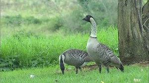 Two Nene Hawaii Geese : vidéo de stock (100 % libre de droit) 1824314 | Shutterstock
