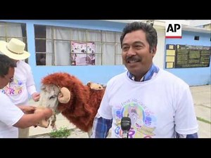 Donkeys in costumes parade on May Day