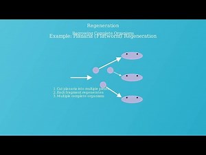 Asexual Reproduction Definition, Types, Advantages, Examples