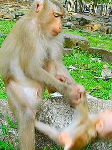 OMG Baby Mollie cry shaking angry mom bite-weaning milk #Monkey #MonkeyBusiness #MonkeyLove #MonkeyingAround #CuteMonkeys #FunnyAnimals #MonkeyLove #Wildlife #AnimalVideos | MonkeyLily Family