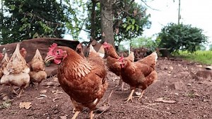 Poulet rouge marchant à travers le : vidéo de stock (100 % libre de droit) 3997168353 | Shutterstock