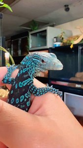 1.8K views · 7.3K reactions | Blue tree monitor (Varanus Macraei) is...