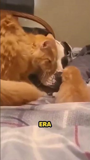 Puppy meets his best cat friend's baby 🐶🐱❤️