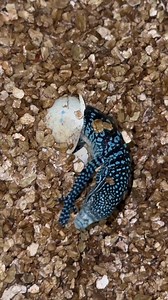 Varanus macraei. Lubię powracać do tego ujęcia. Idealny timing, od rozcięcia jaja do wyjścia z niego mija zazwyczaj około 24h więc to było fartowne otworzenie pudełka😉 | RAPTOR