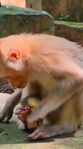 Monkey playing fun with toad so how #fbreel #reelfb #cutebabymonkey #reel #animal #wildlife #wildanimal #Facebookpost | Save Monkey