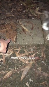 So another cat dumped, I feel helpless #cats #straycats #crazycatlady #kitten | Animals Rescue | Facebook