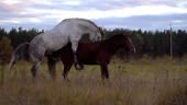 love game and courtship between two horses on the autumn meadow