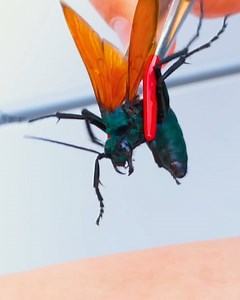 STUNG by the MAMMOTH Wasp! | Mark Vins