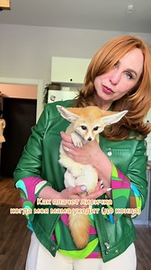 Fennec Fox Sounds: привет, кричит, нора — short clip