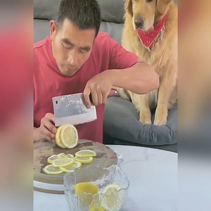 The bad old man made a spoof of a golden retriever eating a lemon, 藍 #viral #funnyvideo #fun #dogs | NoBi Home | Facebook