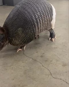 Armadillo Superworm Round Up! 🐛🤠Our injured adult armadillo is thriving! After being hit by a car, this armadillo had a huge gash on his side and was featured in our #MedicalMonday last month. Our vet was able to drill tiny holes in his carapace and use these holes to suture him up. He is walking and going after any superworms he can find. Thank you so much for everyone who donated to help with his care. ❤️ . . . #keepaustinwild #wildliferescue #wildliferehab #texaswildlife #austinwildlife #au