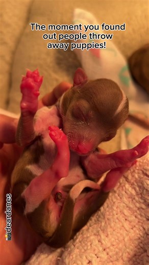 32 reactions | ️It's heartbreaking to know that some humans throw puppies away like trash on the side of the road. ️❤️ #abandoned #puppies #abandonedpups #dogsofinstagram #urbex #puppy #photography #puppiesofinstagram #decay #dog #explore #dogs #rescuedoglovers #puppylove #photooftheday #cute #art #love #rescuedogs #dogstagram #adventure #dogoftheday #rescuedogs #doglover #rescuedoggies #instadog #foundpuppies #pets #nature #pup | Dear Danes | Facebook