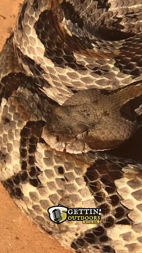 Relaxed Grampian Hills Timber Rattler. #ghwildlife #gettinoutdoors #grampianhills | Gettin' Outdoors With BDL