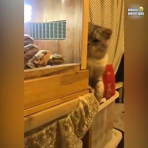 1M views · 25K shares |  | Videos Divertidos | Facebook