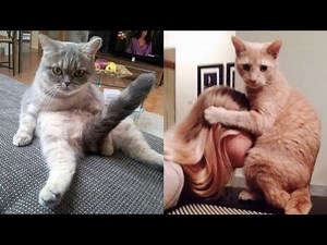 Cursed Cat Images for 7 Minutes