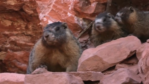 *Hotel Marmot/Groundhog up really Close! I had never seen anything like this before #marmot #groundhogday #groundhog | Colorado Bigfoot