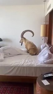 80K views · 2.8K reactions | Meanwhile in a hotel in Mitzpe Ramon, Southern Israel  | StandWithUs | Facebook