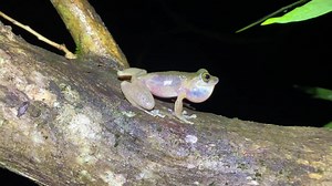 Jump for joy, 'cause it's FrogID Week! Australia’s Biggest Frog Count is on, so if you haven't already downloaded the free FrogID app to learn more about your local species, hop to it! 🐸🔊 Protecting more than half of Australia’s frog species, AWC has a great responsibility to secure a future for these fragile animals, and we take our frog inventories very seriously. Our hardcore herpetologists, Andy Howe and Emily Rush, once braved seven hours of leech-riddled terrain, stinging trees, and a mi