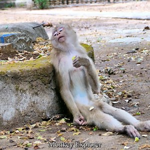 pitiful middle old monkey in trouble, look so hard movement in dialy life, poorest monkey..#monkey #animal | Animal Explore