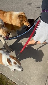 Even without the sound, you can see by Lucy's floof n my skirt that it was a bootiful breezy Furiday walkie... 👍❤️🐾 Despite the #summertime temperatures n clear blue skies all week, it's been absolutely pawfect walking weather cuz of the wind... 😍😍😍 #grateful #blessed #thankyou #yycweather | Just Fur Kids Dog Daycare