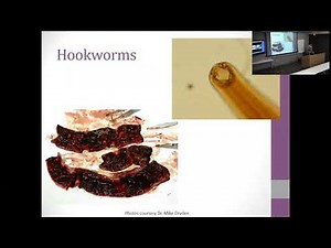 Common Internal and External Parasites in Cats and Dogs That Just Might Gross You Out