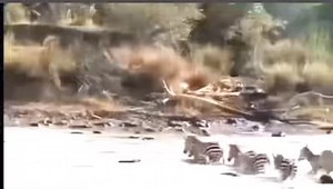 10K views · 97 reactions | Crocodile  take down multiple zebra 煉 while crossing the river | Gavin Gordon | Facebook