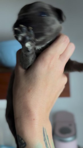 2.2K views · 133 reactions | Our little Cleft Lip Corso babe opened his eyes!! He’s a BIG talker #cleftpupbrigade #cleftpuppy #nonprofitorganization #canecorsobaby #canecorso #canecorsopuppy #cleftlip #rescuepuppies #rescuepuppiesmakemehappy | Cleft Pup Brigade-originally Mr Fig Newton | Facebook